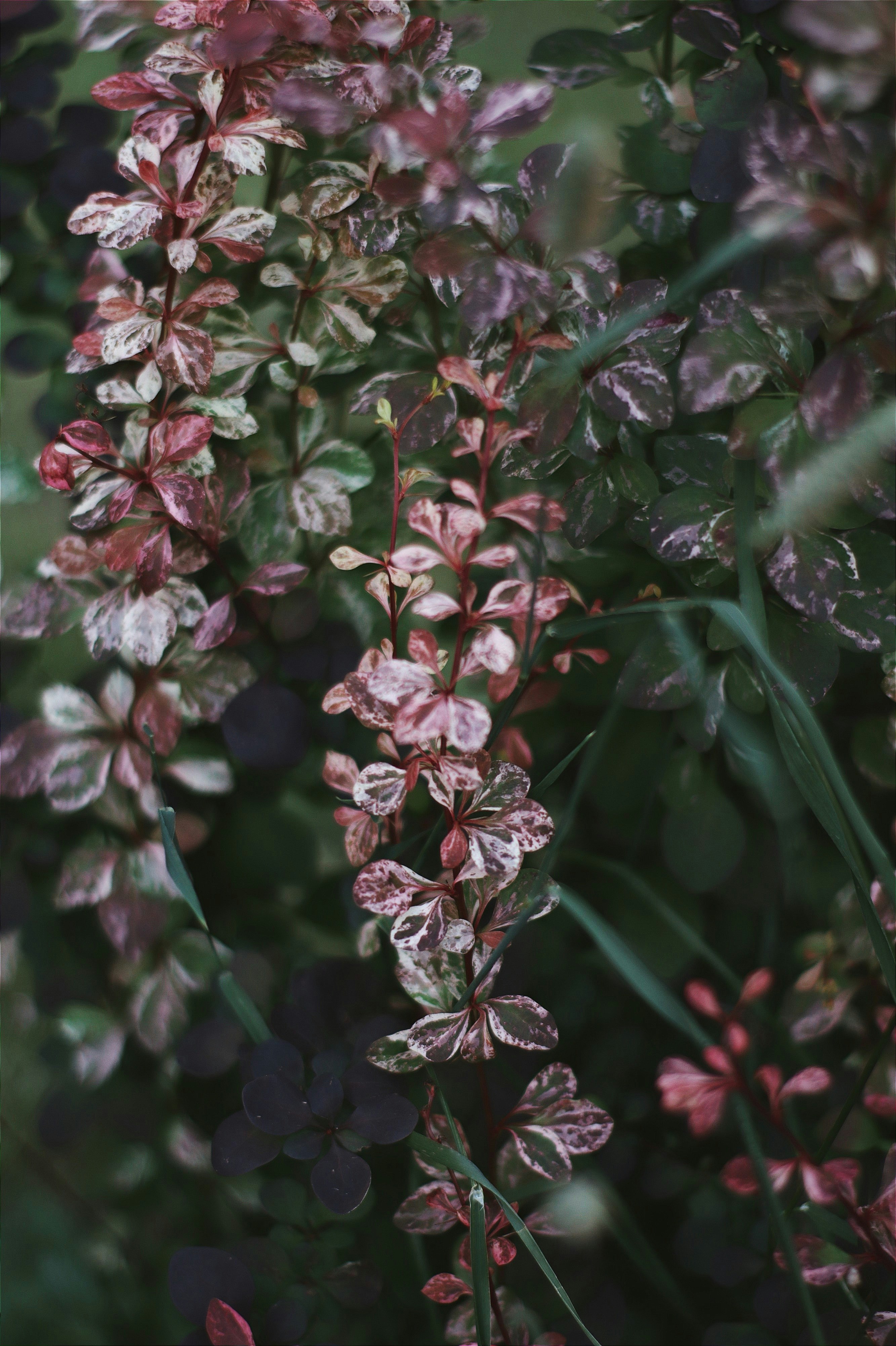 pink and white flowers in tilt shift lens